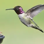 Hvor ofte bør jeg fylde mit fuglefoderhus op?