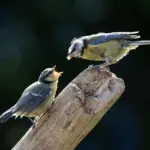 Hvorfor er det vigtigt at tilbyde fuglefoder i et fuglefoderhus?